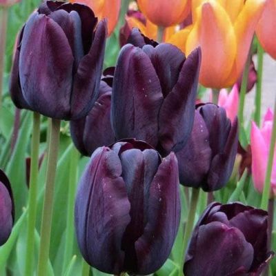 Тюльпан Пол Шерер Тюльпан Пол Шерер фото