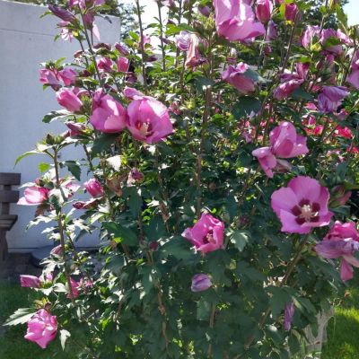 Гибискус сирийский Флоги Гибискус сирийский Флоги - Dolina-Sad.Ru