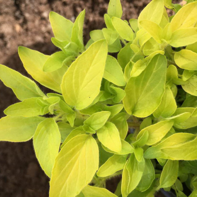 Майоран обыкновенный Ауреум фото