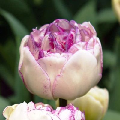 Тюльпан Нормандия фото