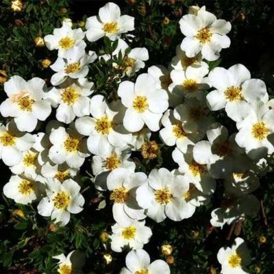 Лапчатка кустарниковая Сноуфлейк, С3 - Dolina-Sad.Ru