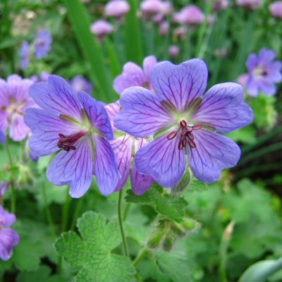 Герань Филипп Ваппель Герань Филипп Ваппель - Dolina-Sad.Ru