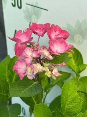 Гортензия крупнолистная Фрисби Хот Пинк - Dolina-Sad.Ru