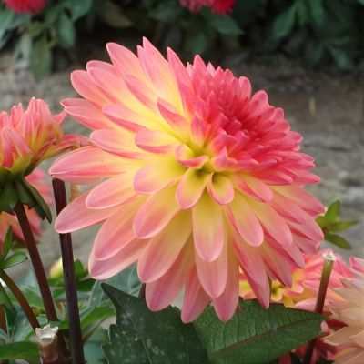 Георгина Делайт Глоу Георгина Делайт Глоу - Dolina-Sad.Ru