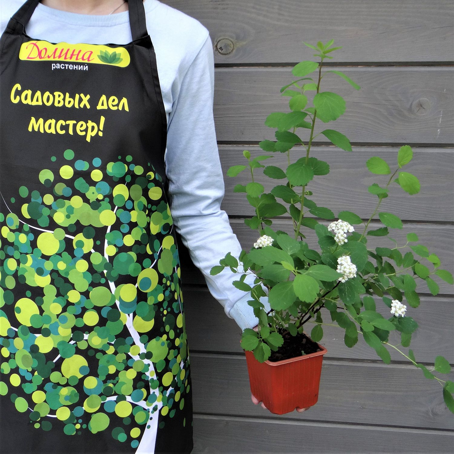 Спирея березолистная Исланд Спирея березолистная Исланд фото