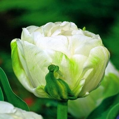 Тюльпан Маурин Дабл Тюльпан Маурин Дабл фото