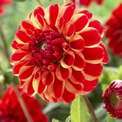 Георгина Джескот Лингольд Георгина Джескот Лингольд фото