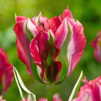 Тюльпан Эсперанто фото