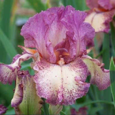 Ирис Рок Гоблин Ирис Рок Гоблин - Dolina-Sad.Ru