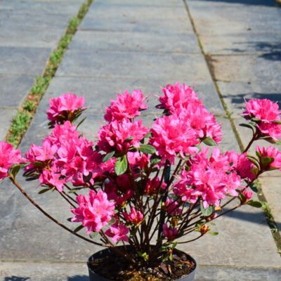 Рододендрон японский Гейша Пинк Рододендрон японский Гейша Пинк - Dolina-Sad.Ru