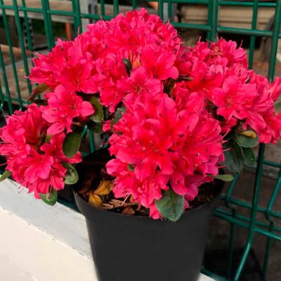 Рододендрон Гейша Ред Рододендрон Гейша Ред - Dolina-Sad.Ru