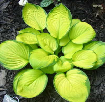 Хоста Рэйнфорест Санрайз Хоста Рэйнфорест Санрайз фото