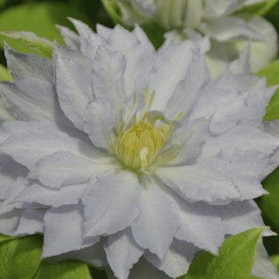 Клематис Калседони, С2 Клематис Калседони, С2 фото