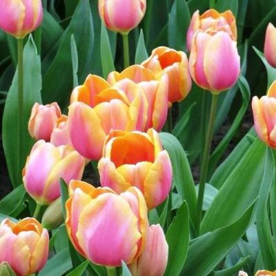 Тюльпан Драгон Кинг Тюльпан Драгон Кинг фото