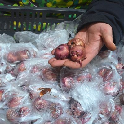 Гладиолус Блю Айсл Гладиолус Блю Айсл фото