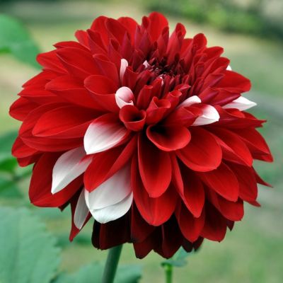 Георгина Ольгас Лайт Георгина Ольгас Лайт - Dolina-Sad.Ru