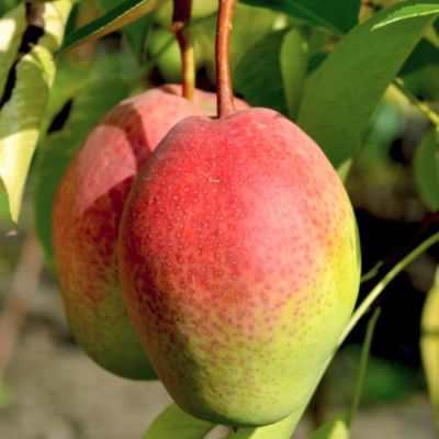 Груша Киргизская Зимняя Груша Киргизская Зимняя - Dolina-Sad.Ru