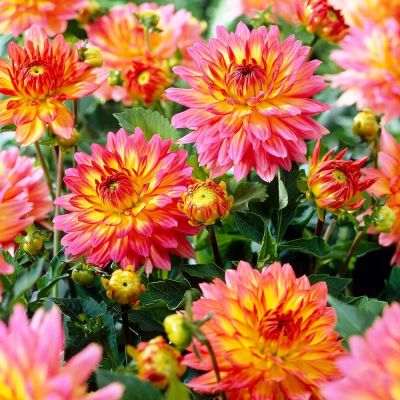 Георгина Гэллери Пабло Георгина Гэллери Пабло фото