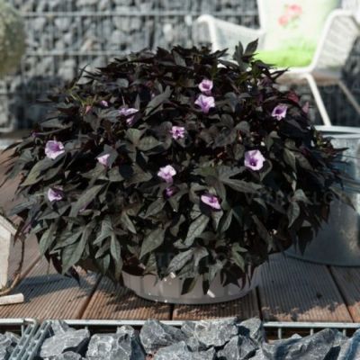 Ипомея кленовидная Флорамия Негро - Dolina-Sad.Ru