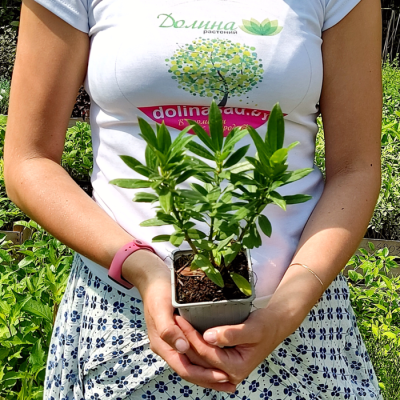 Лавровишня Гаджо Лавровишня Гаджо - Dolina-Sad.Ru