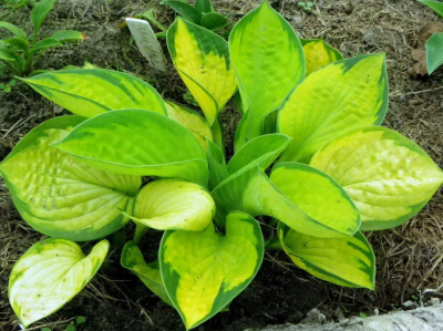 Хоста Рэйнфорест Санрайз Хоста Рэйнфорест Санрайз фото