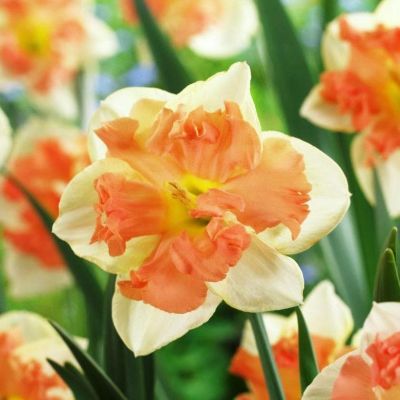 Нарцисс Ванилла Пич Нарцисс Ванилла Пич фото