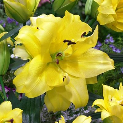 Лилия Экзотик Сан 2 шт. Лилия Экзотик Сан 2 шт. фото