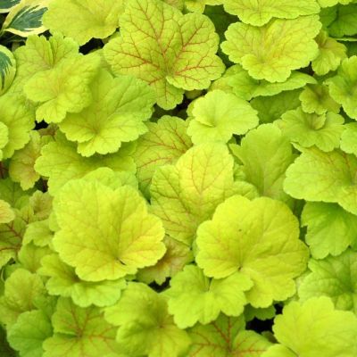 Гейхера Электрик Лайм Гейхера Электрик Лайм - Dolina-Sad.Ru