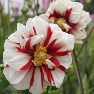 Георгина Файер энд Айс Георгина Файер энд Айс - Dolina-Sad.Ru