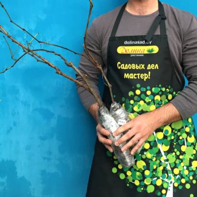 Виноград Атаман Виноград Атаман фото