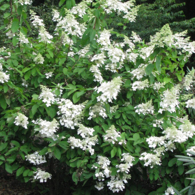 Гортензия метельчатая Левана Гортензия метельчатая Левана фото