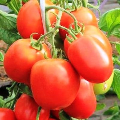 Томат Детская Сладость Томат Детская Сладость фото