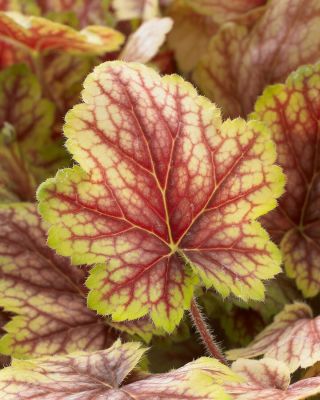 Гейхера Ван Гог - Dolina-Sad.Ru