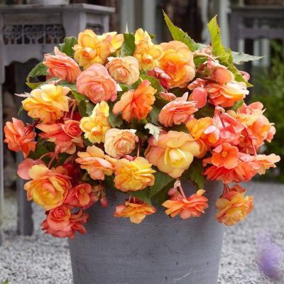 Бегония Каскад Пикоти Санрей Бегония Каскад Пикоти Санрей - Dolina-Sad.Ru