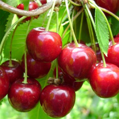 Вишня Заря Положья Вишня Заря Положья - Dolina-Sad.Ru