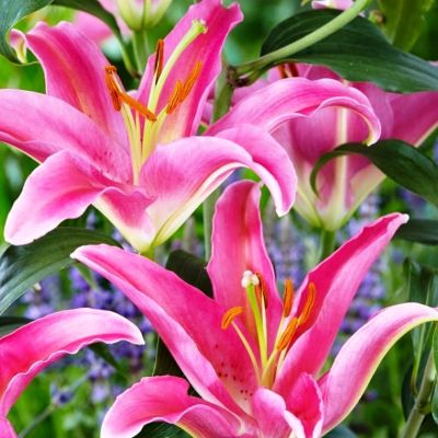 Лилия Маунт Кук Лилия Маунт Кук фото