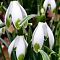 Подснежник Нивалис фото