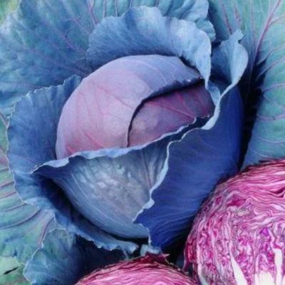 Капуста Краснокочанная Ред Династи F1(Seminis/Голландия) Капуста Краснокочанная Ред Династи F1(Seminis/Голландия) фото