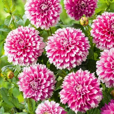 Георгина Фаззи Ваззи - Dolina-Sad.Ru