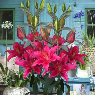 Лилия Гомера Лилия Гомера - Dolina-Sad.Ru