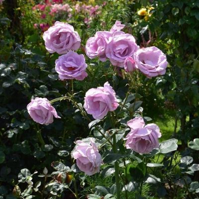 Роза штамбовая Блю Мун Роза штамбовая Блю Мун - Dolina-Sad.Ru