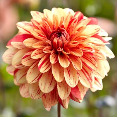 Георгина Стрипд Нагано Георгина Стрипд Нагано - Dolina-Sad.Ru