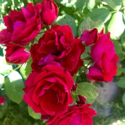 Роза Фламентанц Роза Фламентанц - Dolina-Sad.Ru