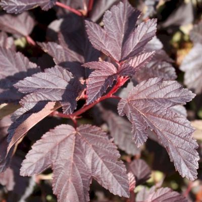 Пузыреплодник калинолистный Шух, С1,5 Пузыреплодник калинолистный Шух, С1,5 - Dolina-Sad.Ru