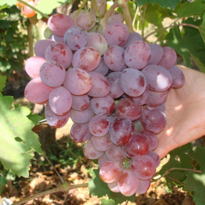 Виноград Атаман Виноград Атаман фото