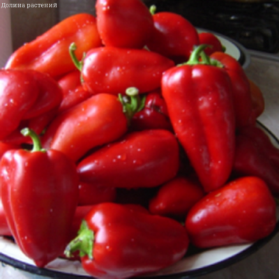Перец Кавалер фото
