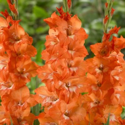 Гладиолус Имоджен Гладиолус Имоджен - Dolina-Sad.Ru