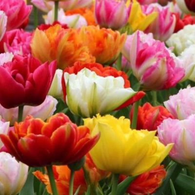 Тюльпан Дабл Эрли Микс Тюльпан Дабл Эрли Микс фото