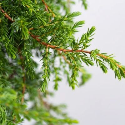 Можжевельник Гринмантл, С3 Можжевельник Гринмантл, С3 - Dolina-Sad.Ru