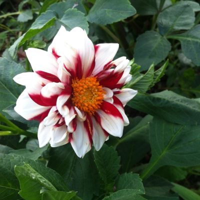 Георгина Файер энд Айс Георгина Файер энд Айс - Dolina-Sad.Ru